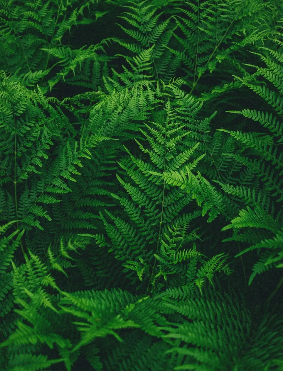 Paprocie i natura w okolicach Term Gorce w Niedźwiedziu