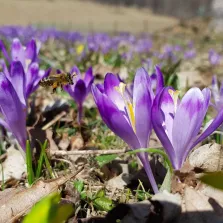 Przyroda w okolicach Term Gorce