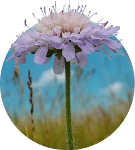 Kwiat w okolicach Term Gorce - Gorce i Beskidy