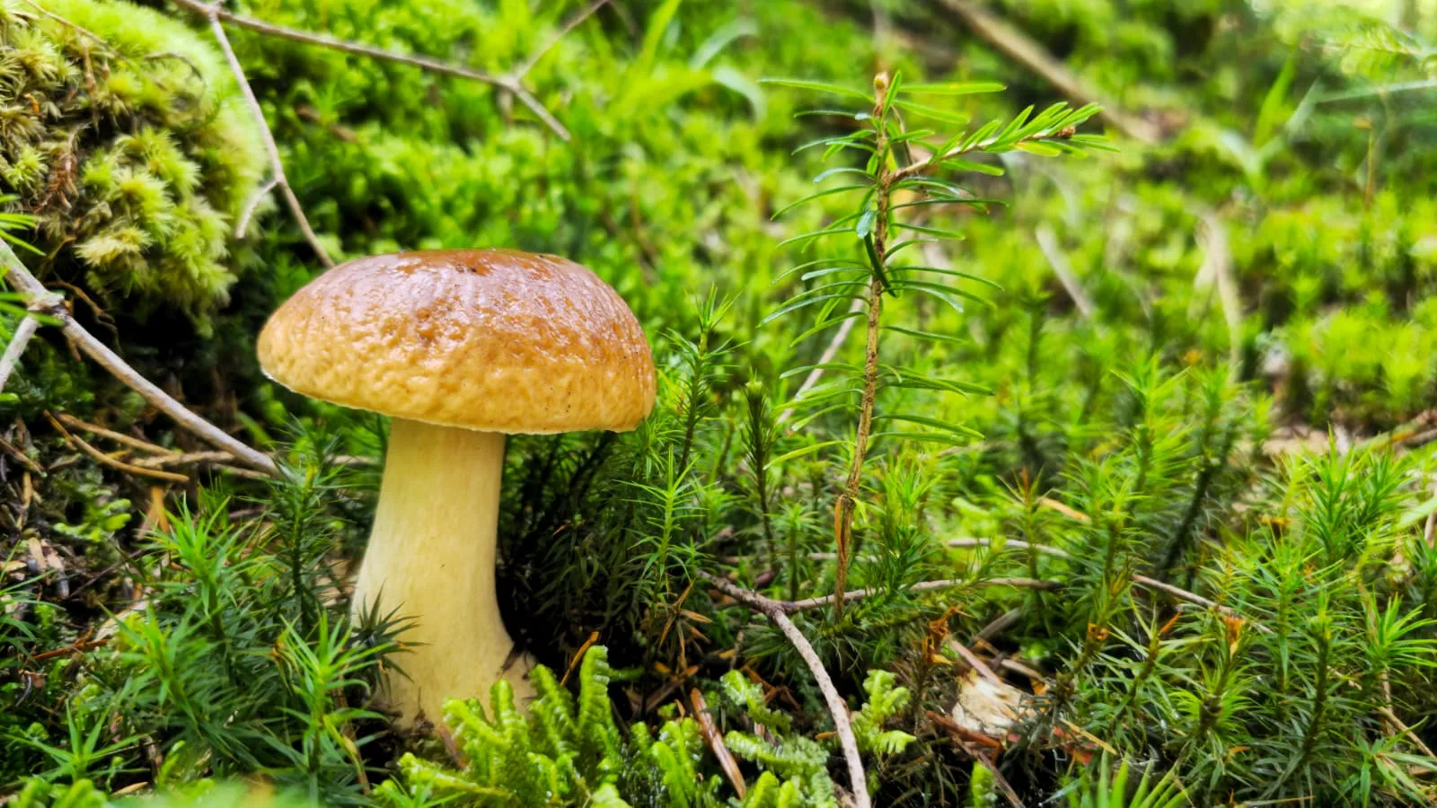 Borowik ukryty w leśnym mchu w gorczańskim lesie