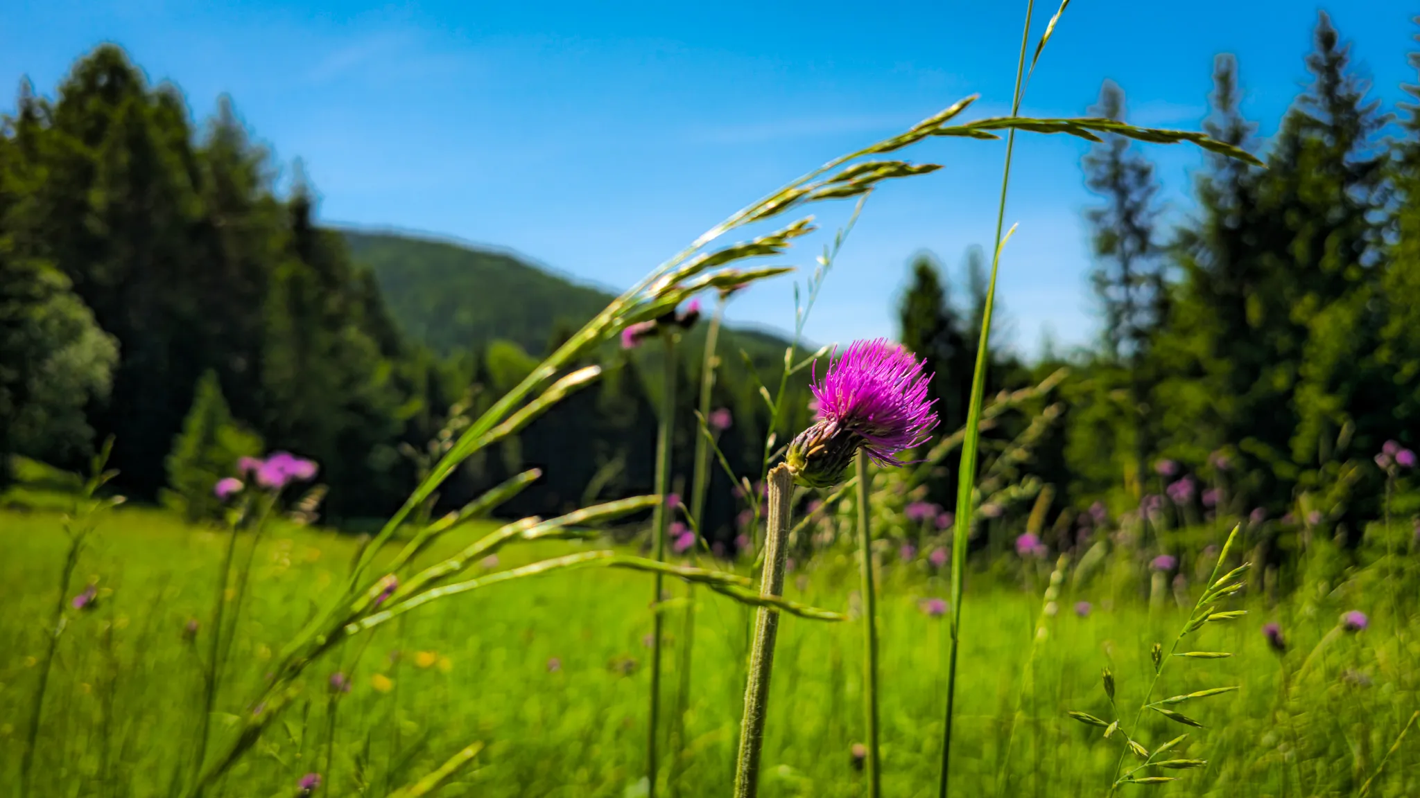 Gorce National Park
