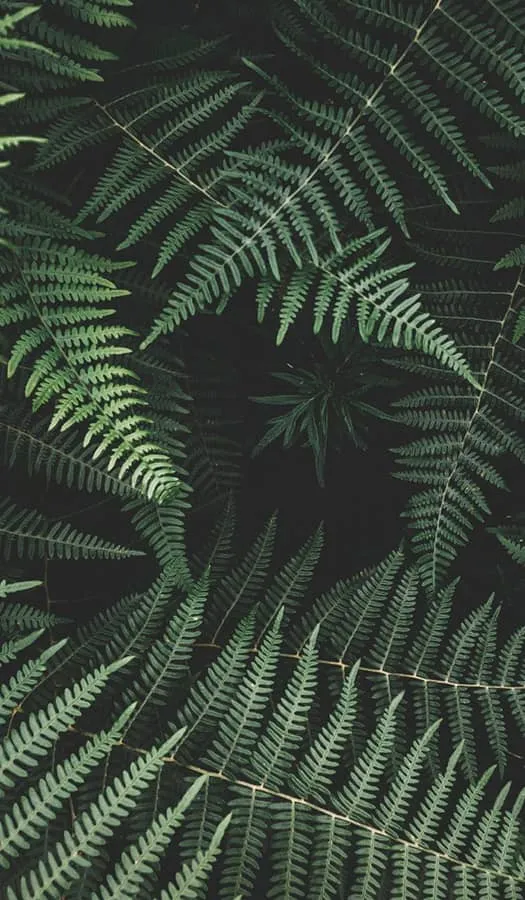 Pakiet: Naturalna Harmonia